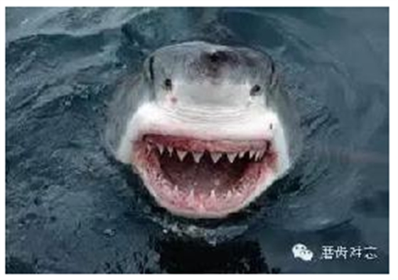 走進(jìn)牙齒的故事，訴說千年的演變