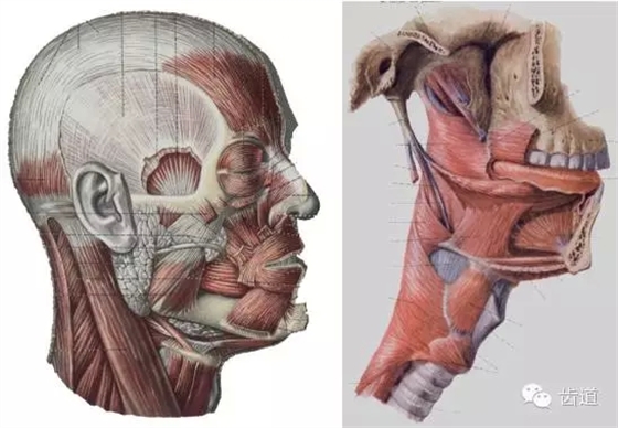 牙醫(yī)基礎(chǔ)知識:口腔頜面部應(yīng)用解剖生理 牙醫(yī)基礎(chǔ)知識:口腔頜面部應(yīng)用解剖生理