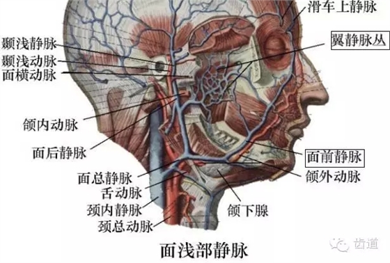 牙醫(yī)基礎(chǔ)知識:口腔頜面部應(yīng)用解剖生理 牙醫(yī)基礎(chǔ)知識:口腔頜面部應(yīng)用解剖生理