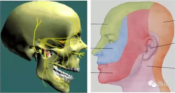 牙醫(yī)基礎(chǔ)知識:口腔頜面部應(yīng)用解剖生理 牙醫(yī)基礎(chǔ)知識:口腔頜面部應(yīng)用解剖生理