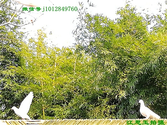 IMG_20170308_161211.jpg IMG_20170308_161211.jpg