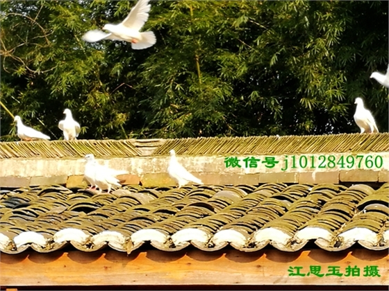 IMG_20170308_161153.jpg IMG_20170308_161153.jpg