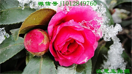 DSC07341.JPG DSC07341.JPG