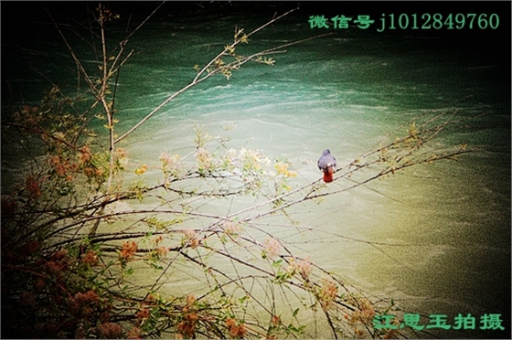 DSC02684_副本jpg.jpg DSC02684_副本jpg.jpg