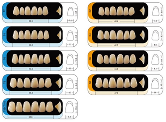 賀力氏 護(hù)嵴舒豪華型合成樹脂牙