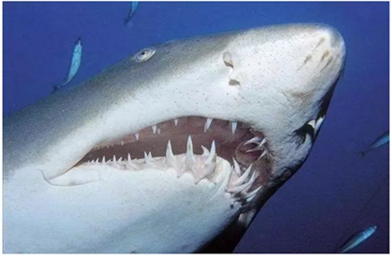 固定假牙(烤瓷牙)的致命缺點 固定假牙(烤瓷牙)的致命缺點