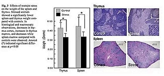 正畸文獻閱讀--磨牙癥影響大鼠的應激反應 正畸文獻閱讀--磨牙癥影響大鼠的應激反應