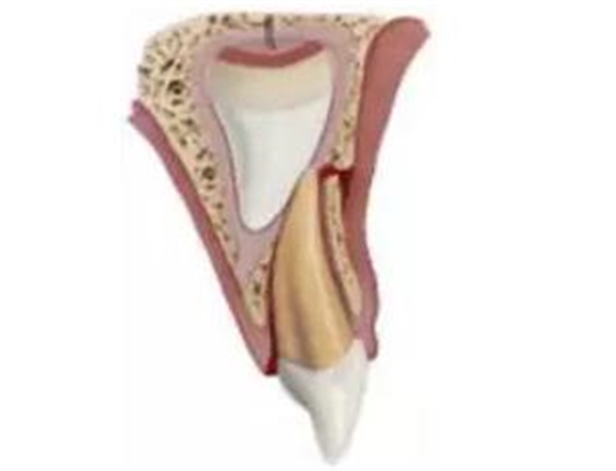 臨床實踐|乳牙外傷處理指引(值得兒牙醫(yī)生收藏) 臨床實踐|乳牙外傷處理指引(值得兒牙醫(yī)生收藏)