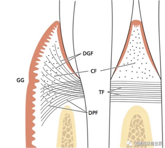 牙周解剖 牙周解剖