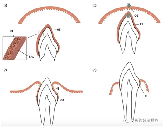 劉勇的牙周世界 劉勇的牙周世界