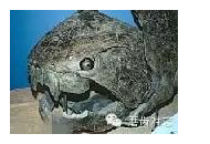 走進(jìn)牙齒的故事，訴說千年的演變