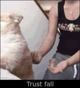 狗狗對人的最大的信任，莫過于把自己交給你