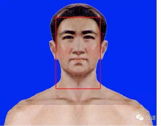 牙醫(yī)基礎(chǔ)知識(shí):口腔頜面部應(yīng)用解剖生理 牙醫(yī)基礎(chǔ)知識(shí):口腔頜面部應(yīng)用解剖生理