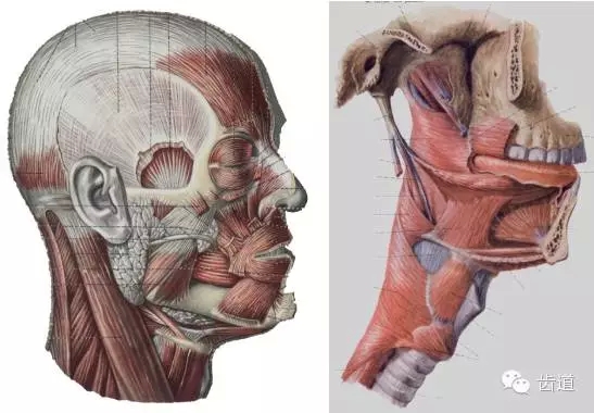 牙醫(yī)基礎(chǔ)知識(shí):口腔頜面部應(yīng)用解剖生理 牙醫(yī)基礎(chǔ)知識(shí):口腔頜面部應(yīng)用解剖生理