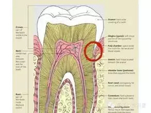 【愛(ài)牙科普】口腔謠言終結(jié)者——每天刷牙，洗牙該不該？！