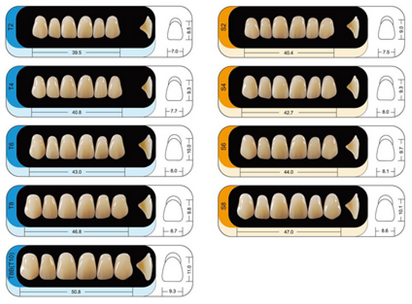 賀力氏 護(hù)嵴舒豪華型合成樹脂牙