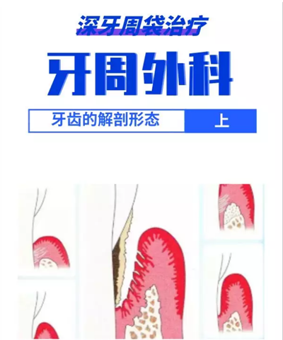 【牙周外科】牙齒的解剖形態(tài)(上篇) 【牙周外科】牙齒的解剖形態(tài)(上篇)