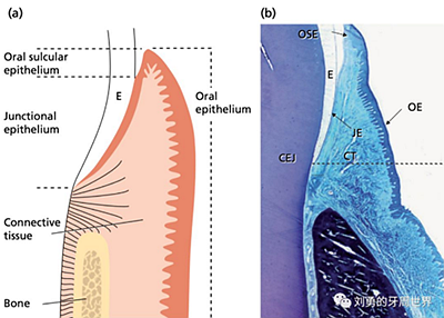 牙周解剖 牙周解剖