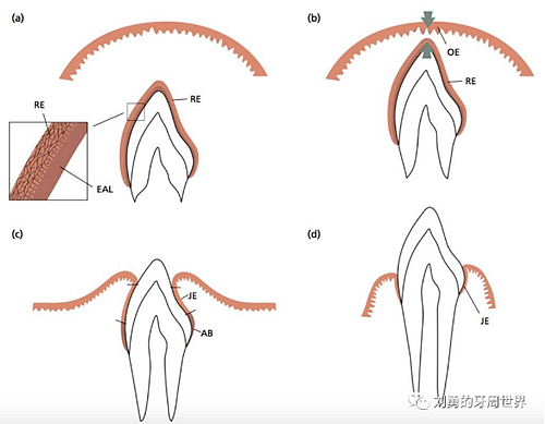 劉勇的牙周世界 劉勇的牙周世界