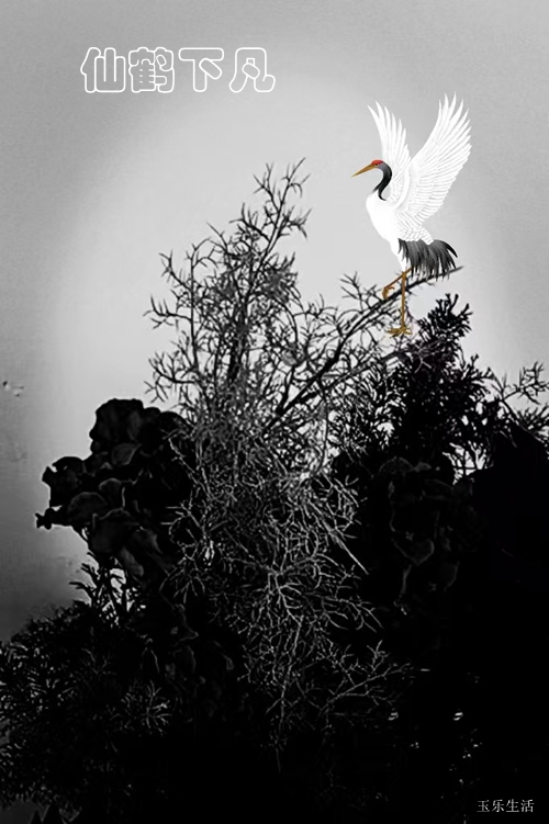 口腔預(yù)防 口腔預(yù)防